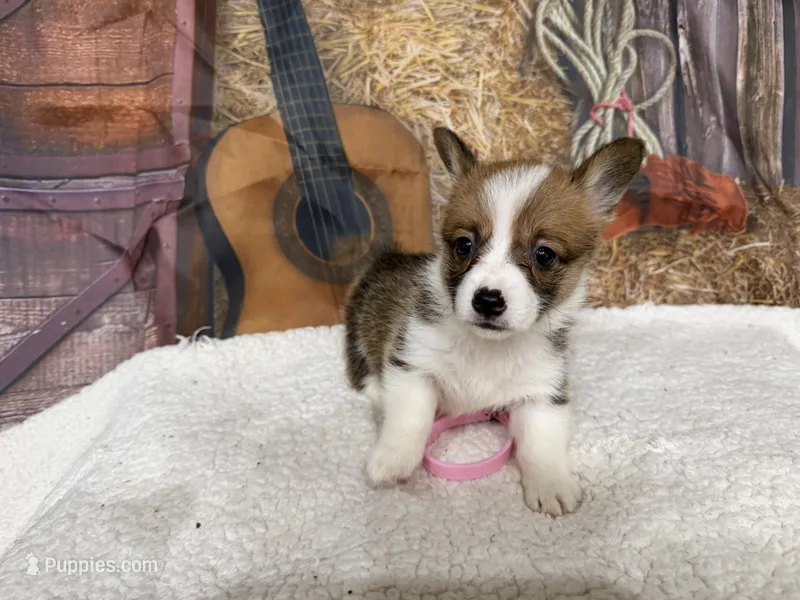 Charlie  – Pembroke Welsh Corgi puppy for sale in Spring Hill, FL