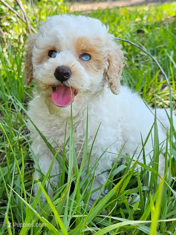 Toy /SallyMae – Miniature Aussiedoodle puppy for sale in Spring Hill, FL