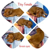 Tiny, a female Miniature Dachshund for sale in Spring Hill, FL – 2 of 5
