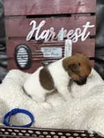 Gary, a male Jack Russell Terrier for sale in Spring Hill, FL – 2 of 3