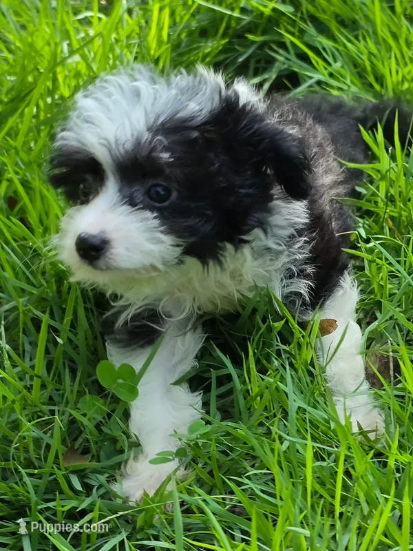 Sam – Miniature Aussiedoodle puppy for sale in Spring Hill, FL