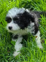 Sam, a female Yorkshire Terrier for sale in Spring Hill, FL – 4 of 4