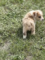 Chip , a male Pembroke Welsh Corgi for sale in Spring Hill, FL – 5 of 7