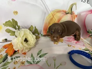 CHIPPY – Miniature Dachshund puppy for sale in Spring Hill, FL
