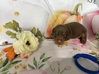 CHIPPY, a male Miniature Dachshund for sale in Spring Hill, FL – 1 of 1