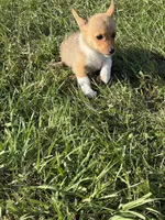 Ginger, a female Pembroke Welsh Corgi for sale in Spring Hill, FL – 2 of 5