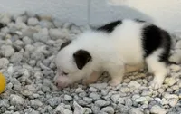 Princess, a female Pembroke Welsh Corgi for sale in Spring Hill, FL – 3 of 3