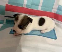 Hank, a male Jack Russell Terrier for sale in Spring Hill, FL – 1 of 4