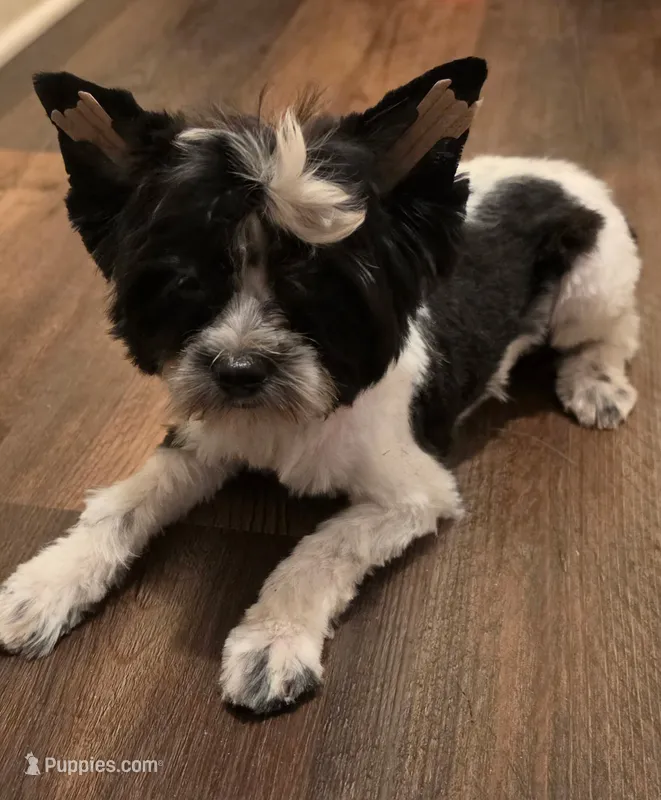 Pixie (Toy) – Yorkshire Terrier puppy for sale in Spring Hill, FL