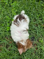 Parti Rosco, a male Yorkshire Terrier for sale in Spring Hill, FL – 4 of 4