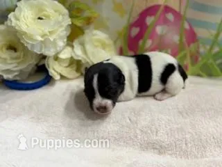 Marshall – Jack Russell Terrier puppy for sale in Spring Hill, FL