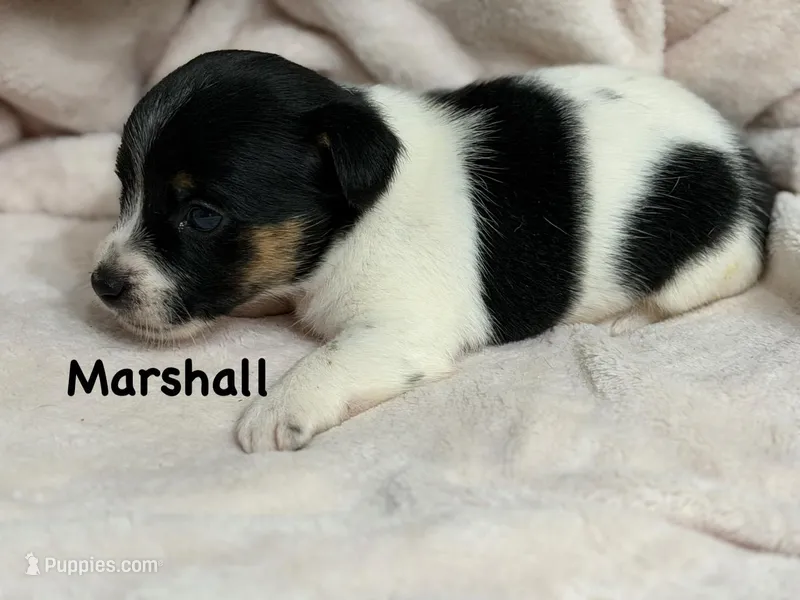 Marshall – Jack Russell Terrier puppy for sale in Spring Hill, FL