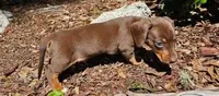 Little Ricky, a male Miniature Dachshund for sale in Spring Hill, FL – Photo 3 of 3