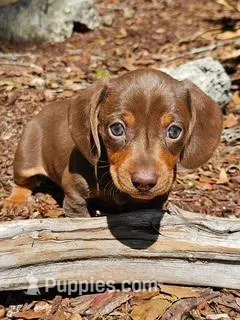 Little Ricky – Miniature Dachshund puppy for sale in Spring Hill, FL