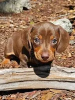Little Ricky, a male Miniature Dachshund for sale in Spring Hill, FL – Photo 1 of 3