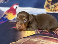 Alex, a male Miniature Dachshund for sale in Spring Hill, FL – 1 of 5