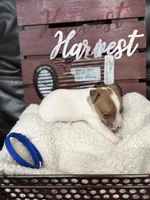 Gizmo, a male Jack Russell Terrier for sale in Spring Hill, FL – 3 of 3