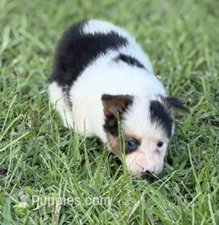 PETEY (fluffy) – Pembroke Welsh Corgi puppy for sale in Spring Hill, FL