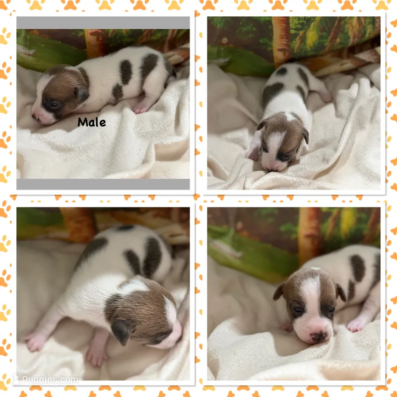 Marty – Jack Russell Terrier puppy for sale in Spring Hill, FL