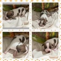Marty, a male Jack Russell Terrier for sale in Spring Hill, FL – 1 of 1