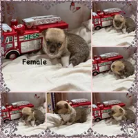 Ginger, a female Pembroke Welsh Corgi for sale in Spring Hill, FL – 2 of 2