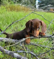 Chipper, a male Miniature Dachshund for sale in Spring Hill, FL – 2 of 6