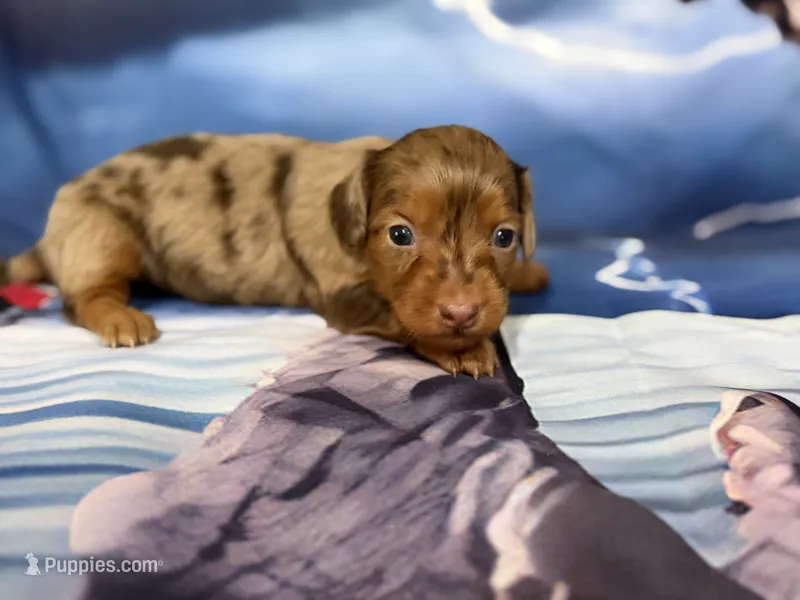 Haley – Miniature Dachshund puppy for sale in Spring Hill, FL