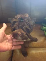 Gizmo (Toy), a male Yorkshire Terrier for sale in Spring Hill, FL – 3 of 4