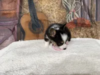 Cotton, a female Pembroke Welsh Corgi for sale in Spring Hill, FL – 5 of 5