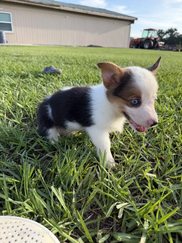Princess(blue eyes) – Pembroke Welsh Corgi puppy for sale in Spring Hill, FL
