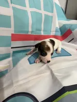 Hank, a male Jack Russell Terrier for sale in Spring Hill, FL – 2 of 4