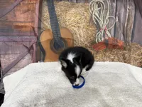 Chip, a male Pembroke Welsh Corgi for sale in Spring Hill, FL – 2 of 5