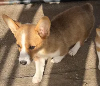 Sally, a female Pembroke Welsh Corgi for sale in Spring Hill, FL – 1 of 1
