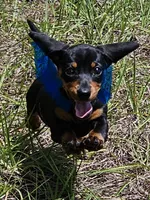 Shelly, a female Miniature Dachshund for sale in Spring Hill, FL – Photo 3 of 4