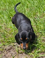 Shelly, a female Miniature Dachshund for sale in Spring Hill, FL – Photo 2 of 4