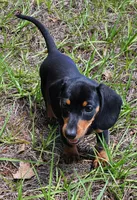 Shelly, a female Miniature Dachshund for sale in Spring Hill, FL – Photo 4 of 4