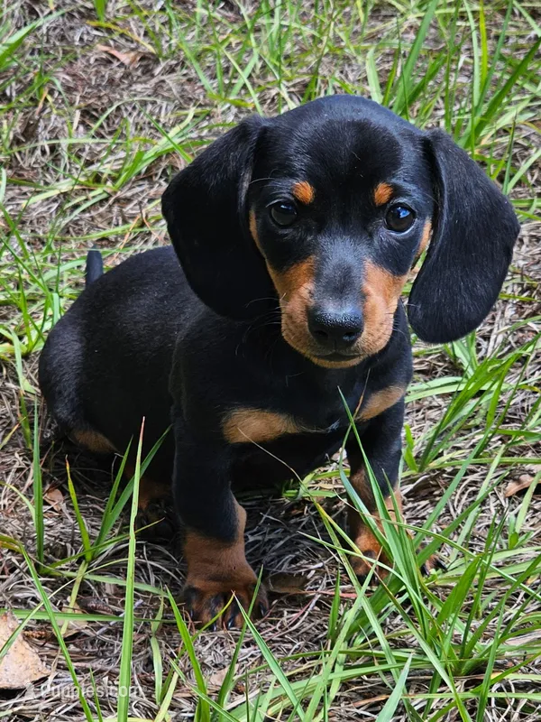 Shelly – Miniature Dachshund puppy for sale in Spring Hill, FL