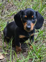 Shelly, a female Miniature Dachshund for sale in Spring Hill, FL – Photo 1 of 4