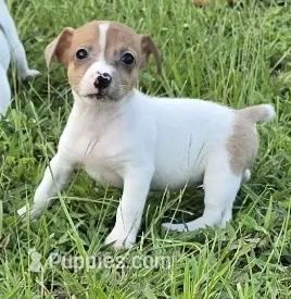 Misty – Jack Russell Terrier puppy for sale in Spring Hill, FL