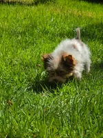 Tea Cup , a male Yorkshire Terrier for sale in Spring Hill, FL – 3 of 3