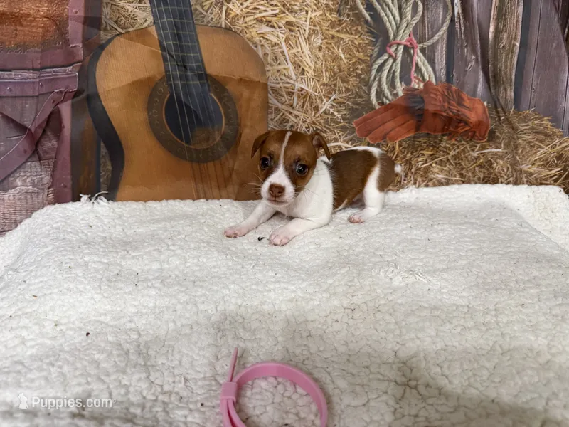 Rusty – Jack Russell Terrier puppy for sale in Spring Hill, FL