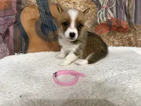 Amanda, a female Pembroke Welsh Corgi for sale in Spring Hill, FL – 3 of 5