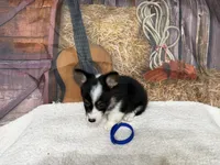 Chip, a male Pembroke Welsh Corgi for sale in Spring Hill, FL – 4 of 5