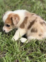 Chip , a male Pembroke Welsh Corgi for sale in Spring Hill, FL – 7 of 7