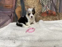 Chrissy, a female Pembroke Welsh Corgi for sale in Spring Hill, FL – 1 of 2