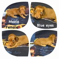 Mazie, a female Miniature Dachshund for sale in Spring Hill, FL – 3 of 6