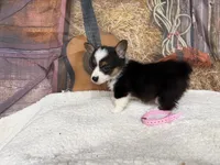 Cotton, a female Pembroke Welsh Corgi for sale in Spring Hill, FL – 2 of 5