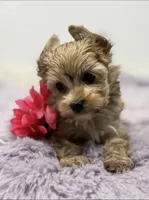 Cloee , a female Yorkshire Terrier for sale in Spring Hill, FL – 1 of 1