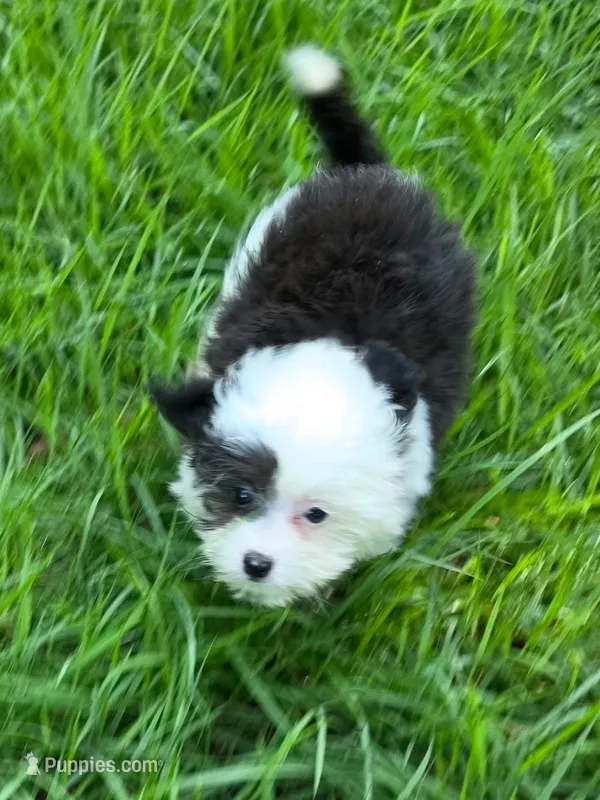 Parker – Miniature Aussiedoodle puppy for sale in Spring Hill, FL