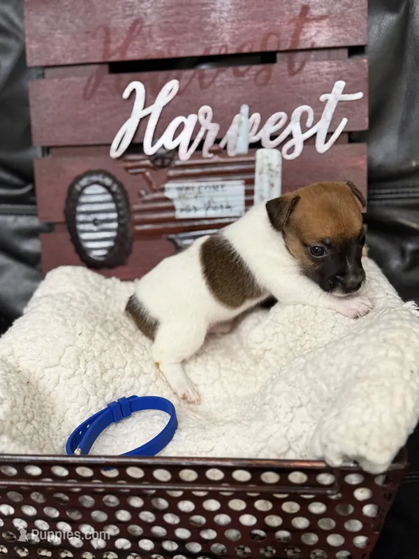 Gary – Jack Russell Terrier puppy for sale in Spring Hill, FL